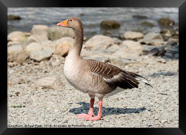 Greylag Goose by a Lake Framed Print by Paul Fleet