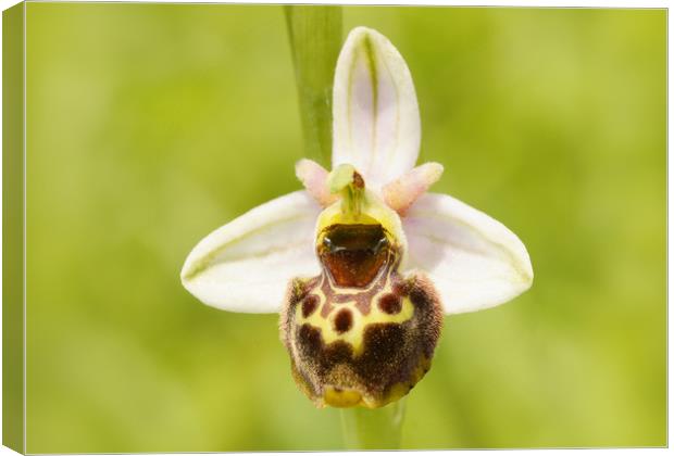 Late spider orchid Canvas Print by JC studios LRPS ARPS