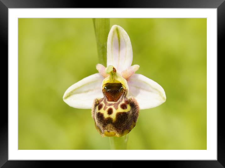 Late spider orchid Framed Mounted Print by JC studios LRPS ARPS