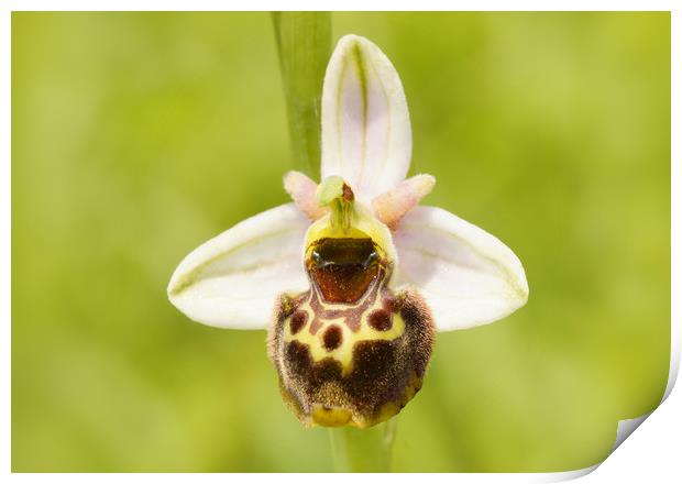 Late spider orchid Print by JC studios LRPS ARPS