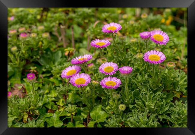 Pink Aster Alpinus Framed Print by Michael Brookes
