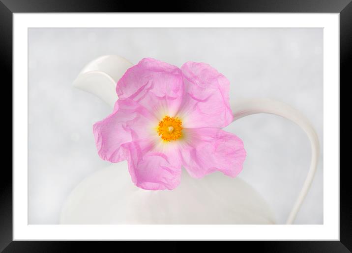 Purple Bloom Framed Mounted Print by David Hare