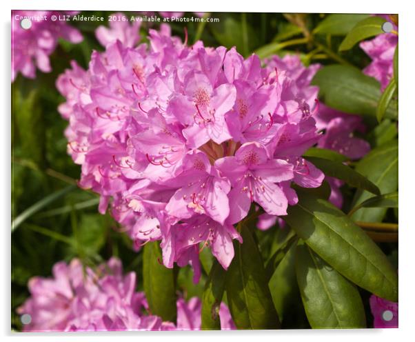 Rhododendron Acrylic by LIZ Alderdice