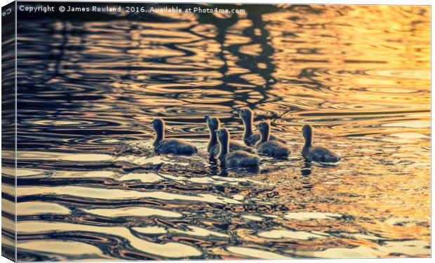 On Golden Pond Canvas Print by James Rowland