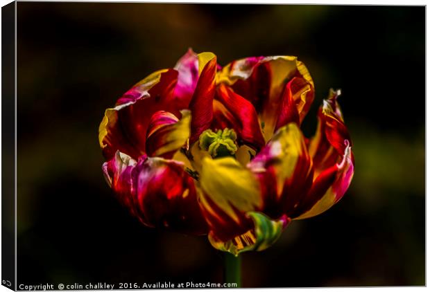 Variegated Tulip Canvas Print by colin chalkley