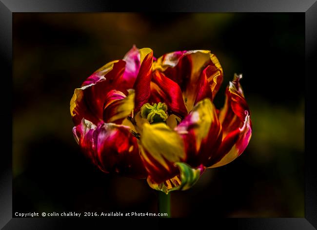 Variegated Tulip Framed Print by colin chalkley