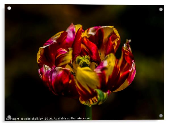 Variegated Tulip Acrylic by colin chalkley