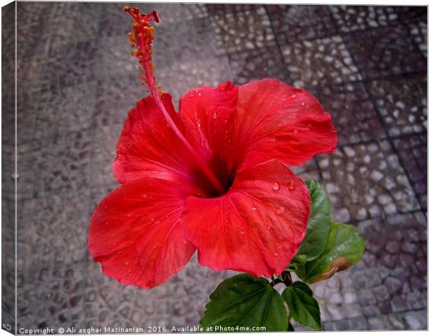 A nice red flower, Canvas Print by Ali asghar Mazinanian
