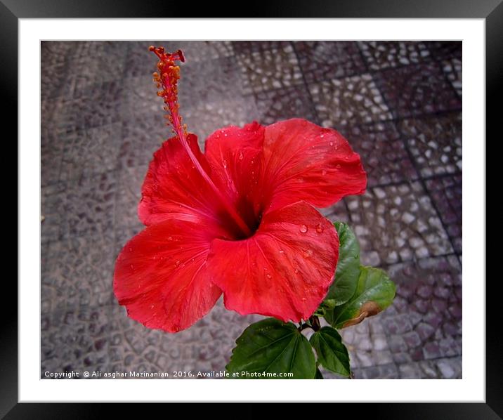 A nice red flower, Framed Mounted Print by Ali asghar Mazinanian