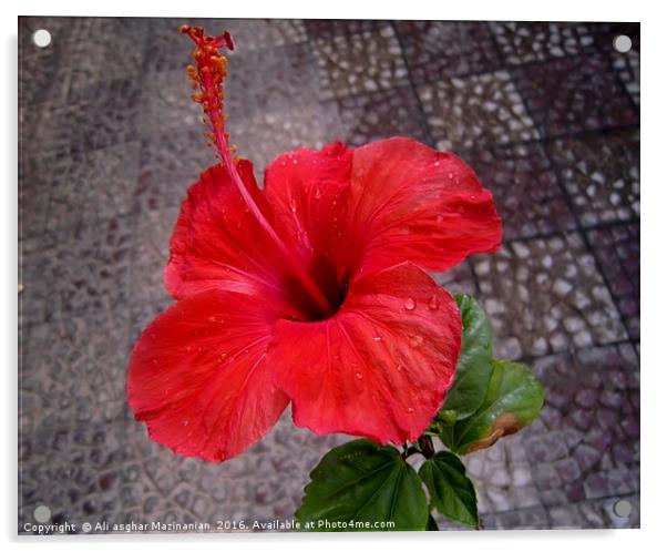 A nice red flower, Acrylic by Ali asghar Mazinanian