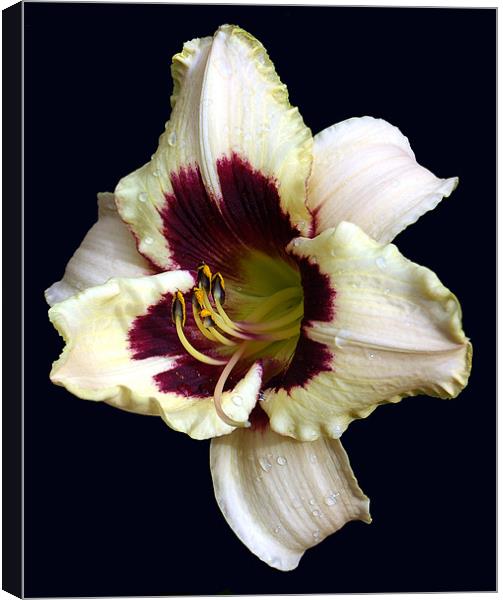 Another Beautiful Lily Canvas Print by james balzano, jr.