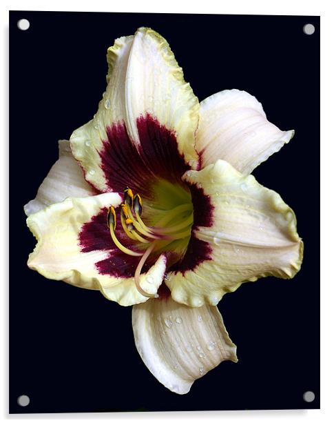 Another Beautiful Lily Acrylic by james balzano, jr.