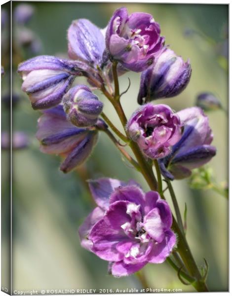"EMERGING PINK DELPHINIUM" Canvas Print by ROS RIDLEY