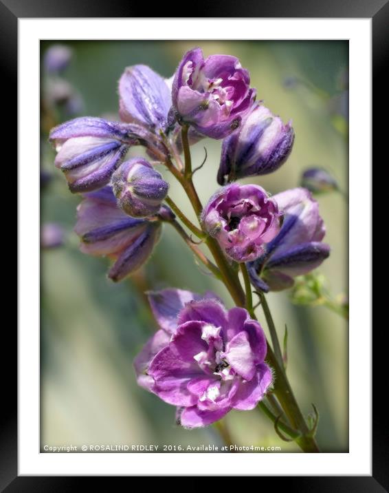 "EMERGING PINK DELPHINIUM" Framed Mounted Print by ROS RIDLEY