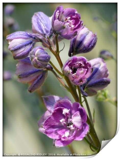 "EMERGING PINK DELPHINIUM" Print by ROS RIDLEY
