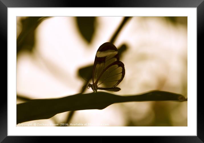glass butterfly Framed Mounted Print by Zachary Bloom