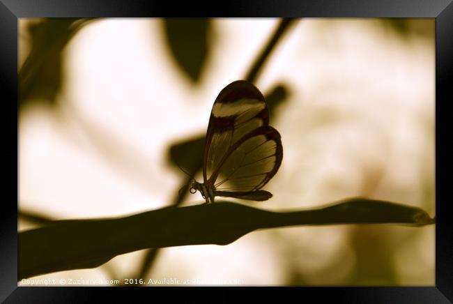 glass butterfly Framed Print by Zachary Bloom