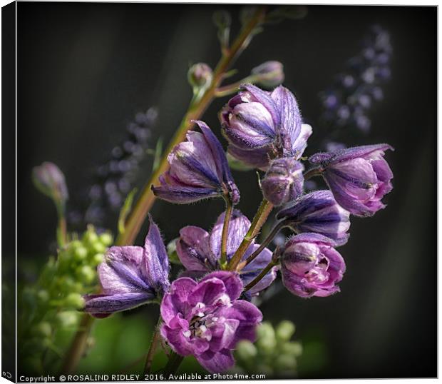 "EMERGING PINK DELPHINIUM 2 " Canvas Print by ROS RIDLEY