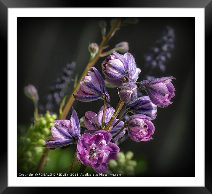 "EMERGING PINK DELPHINIUM 2 " Framed Mounted Print by ROS RIDLEY