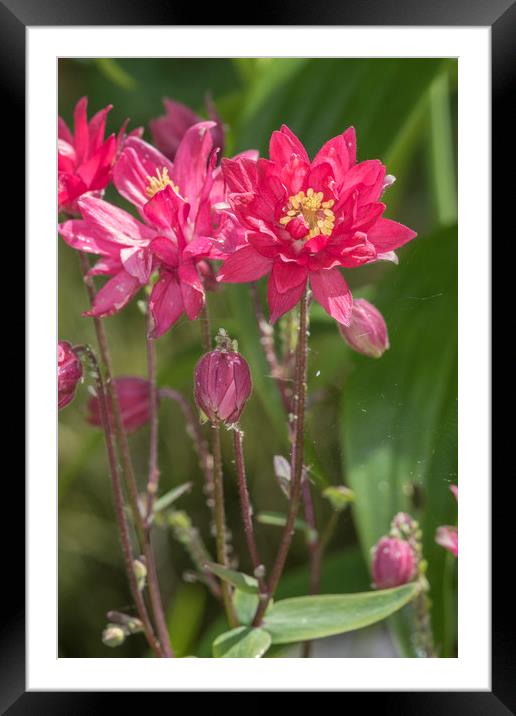Aquilegia  Framed Mounted Print by chris smith