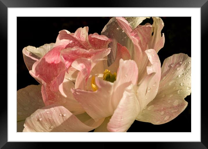Tulip in the Rain Framed Mounted Print by Jacqi Elmslie