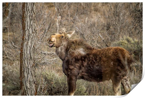 Mmm Mmm Good Print by Belinda Greb