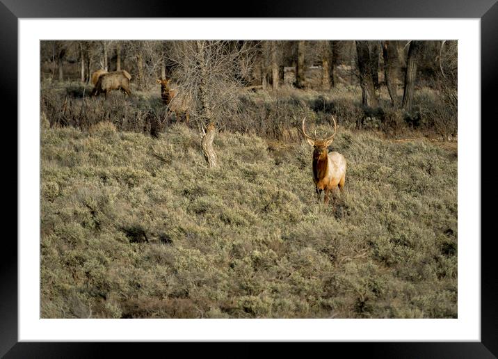 The Bull Elk Framed Mounted Print by Belinda Greb