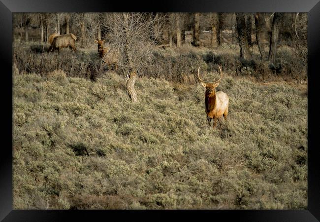The Bull Elk Framed Print by Belinda Greb