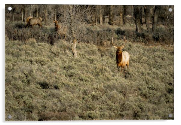 The Bull Elk Acrylic by Belinda Greb