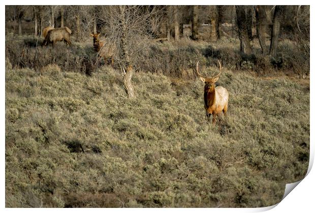 The Bull Elk Print by Belinda Greb