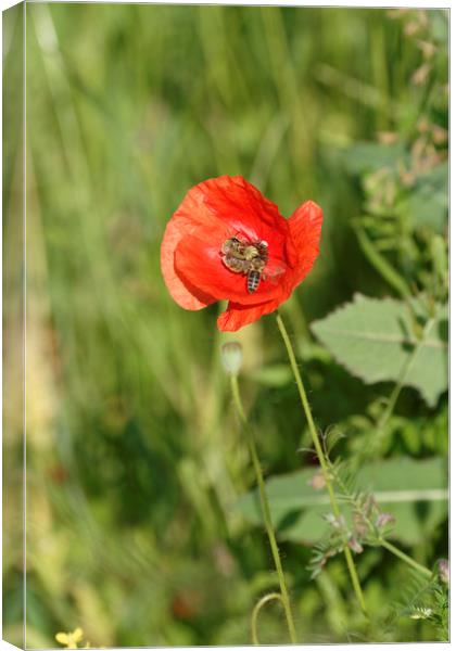 Bee at work on poppy flower Canvas Print by Adrian Bud