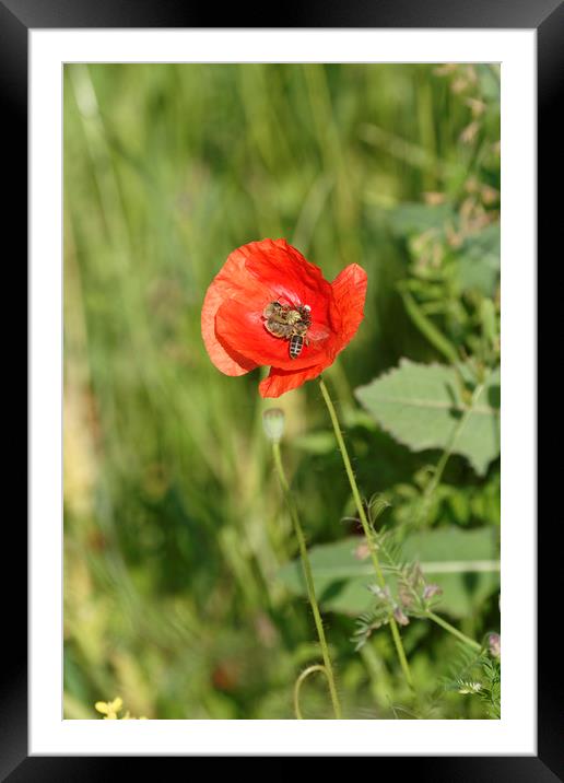 Bee at work on poppy flower Framed Mounted Print by Adrian Bud