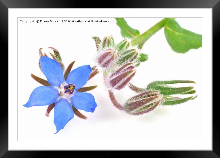Borage flower Framed Mounted Print by Diana Mower