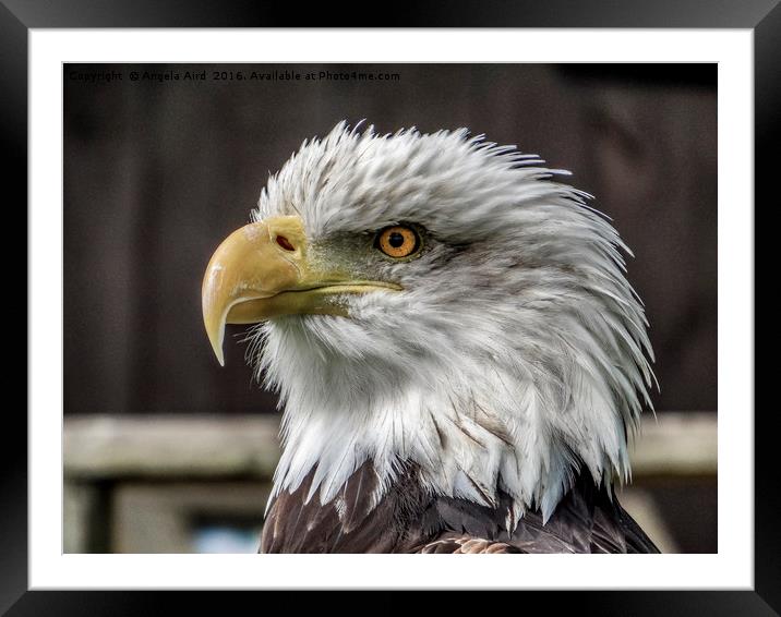 Eagle Eyes Framed Mounted Print by Angela Aird
