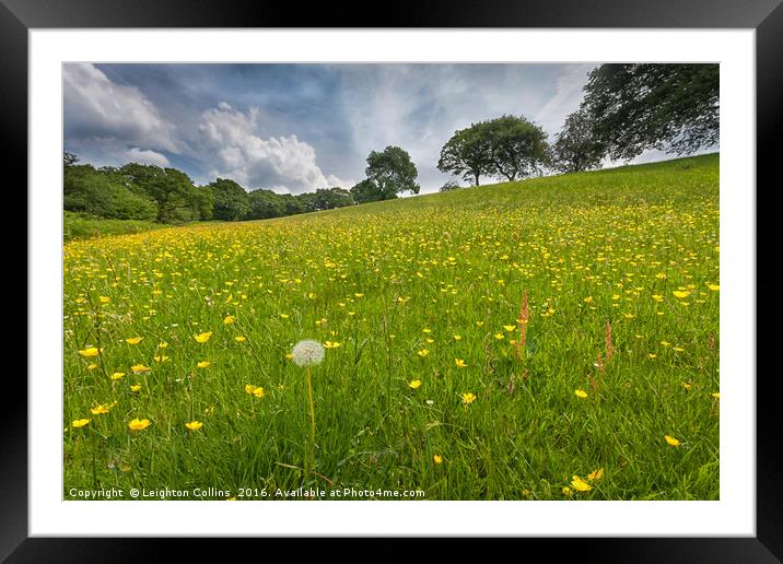 Buttercup field Framed Mounted Print by Leighton Collins