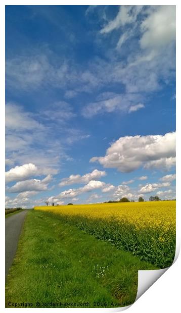 Blue sky above yellow rape fields Print by Jordan Hawksworth