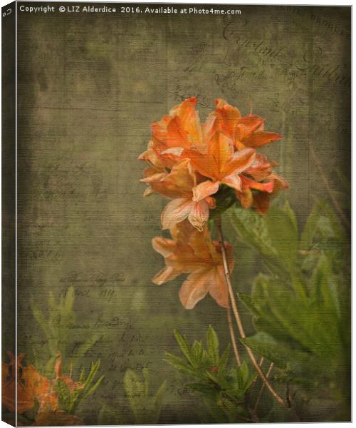 Azalea Canvas Print by LIZ Alderdice