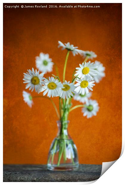 Oxeye Daisies Print by James Rowland