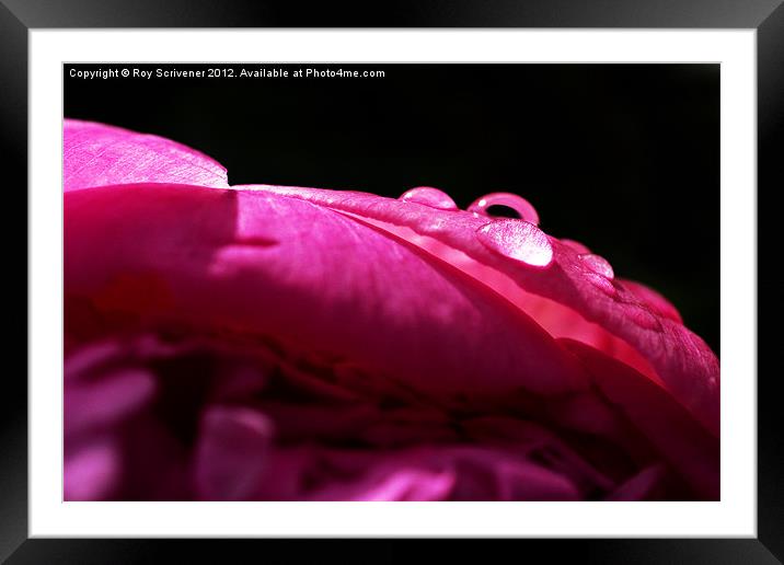 Raindrops on Peony Framed Mounted Print by Roy Scrivener