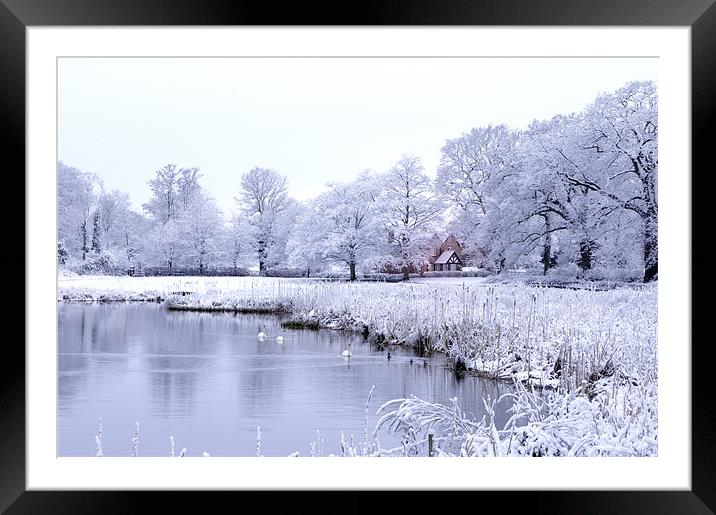 Snow, Trees and Bulrushes Framed Mounted Print by Stuart Thomas