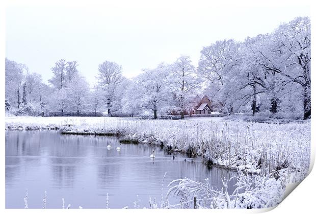 Snow, Trees and Bulrushes Print by Stuart Thomas