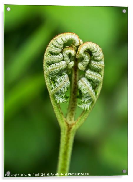 Heart Of A Fern Acrylic by Susie Peek