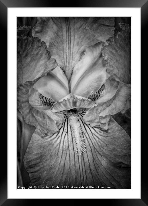 Eye of the Iris Framed Mounted Print by Judy Hall-Folde