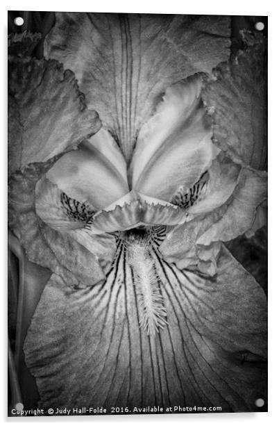 Eye of the Iris Acrylic by Judy Hall-Folde
