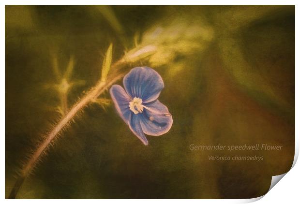 Photo art of a Germander Speedwell flower  Print by Hugh McKean