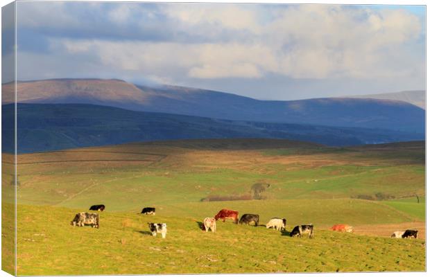 Yorkshire Dales      Canvas Print by chris smith