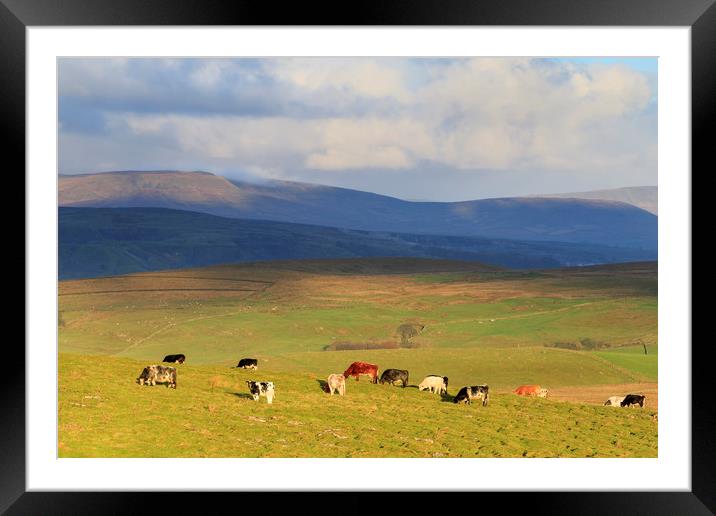 Yorkshire Dales      Framed Mounted Print by chris smith