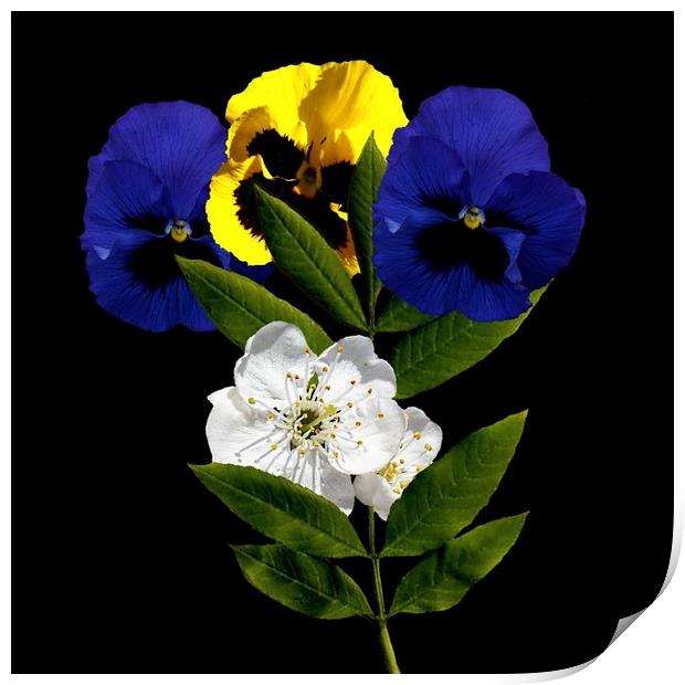 Pansy and Cherry Blossom Print by Henry Horton