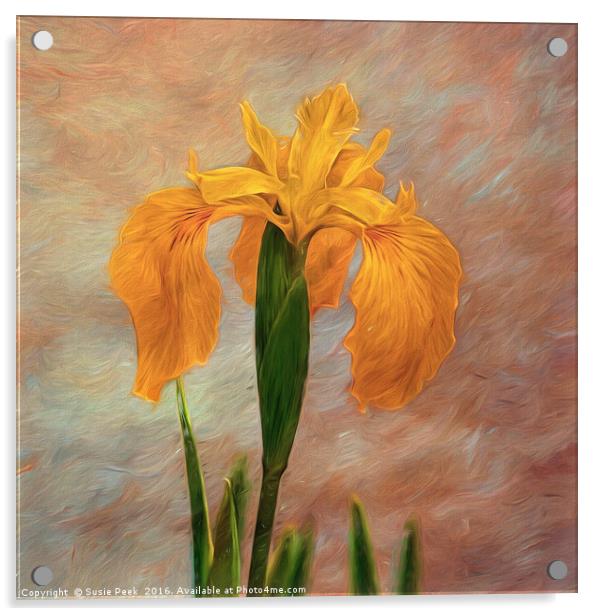 Water Iris - Textured Acrylic by Susie Peek