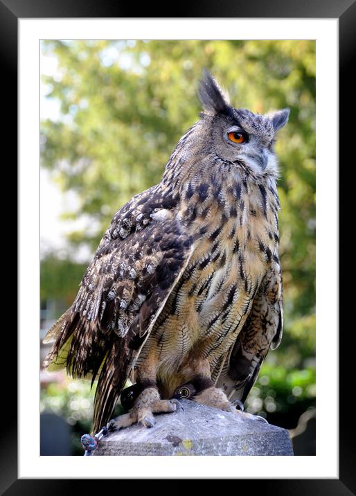 Bengal Eagle Owl Framed Mounted Print by Harvey Hudson